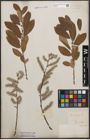 Foto von Salix cinerea L.